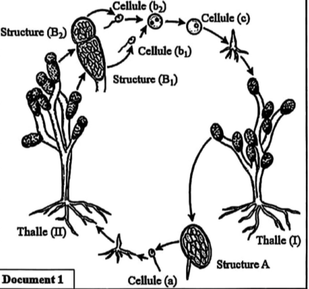 Document 1 : Cycle de développement d'Allomyces